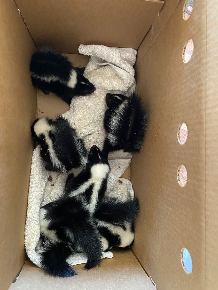 sdhumane's tweet photo. #SDHSBabySkunkRescue (4/4): Teamwork! 7 orphaned baby skunks are safe after being stuck under a shed floor in Tierrasanta. A resident called @sdhumane for help when they found the trapped young skunks, and aided our Humane Officers by removing the  floor with their electric saw. https://t.co/HUuqCX2K10