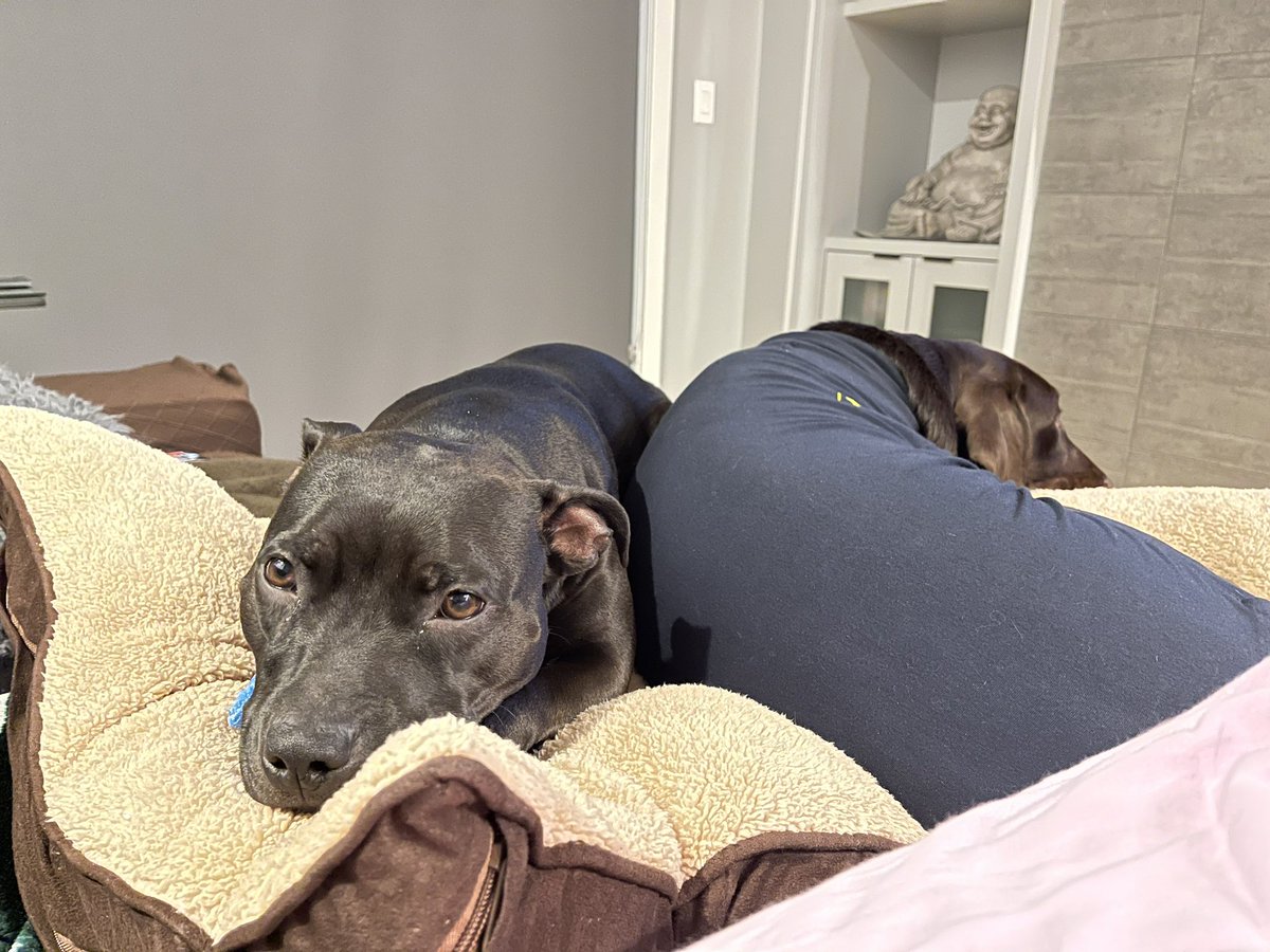 nerdiosity's tweet image. TFW your baby sister looks better in her medical onesie than you did when you got spayed. #jealous #RubySunshine #chocolab