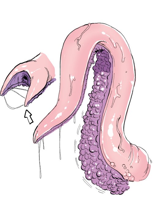 今まで触手ってニュルニュルな管しか描いてなかったけど、繊毛というか内部にヒダヒダがあった方がいいかも!って思えてきたのでとりま練習してみた。

ヒダヒダの部分で口とか覆われたら気持ち悪いね 