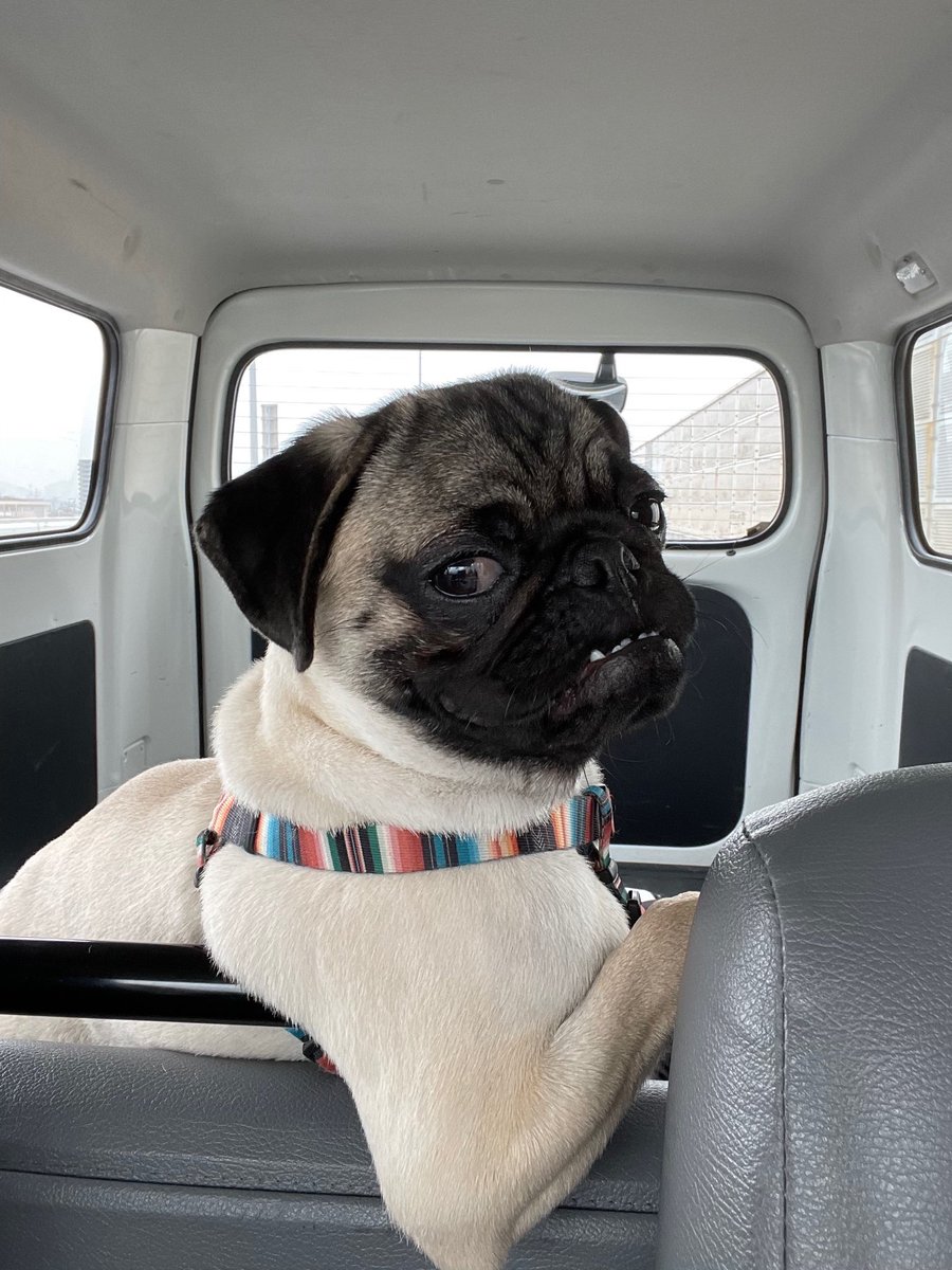 パグの ひらまさ Hiramasa Pug マウント犬 マウント ドライブ キスの日 野生 Pug Dogs ウォーキング 散歩 ワイルド オス マウンティング