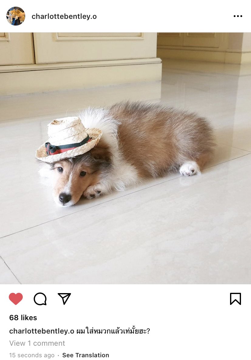 salaleyoo__'s tweet photo. baby 😆💚 #sheltiebentley https://t.co/7OCDAPnPti