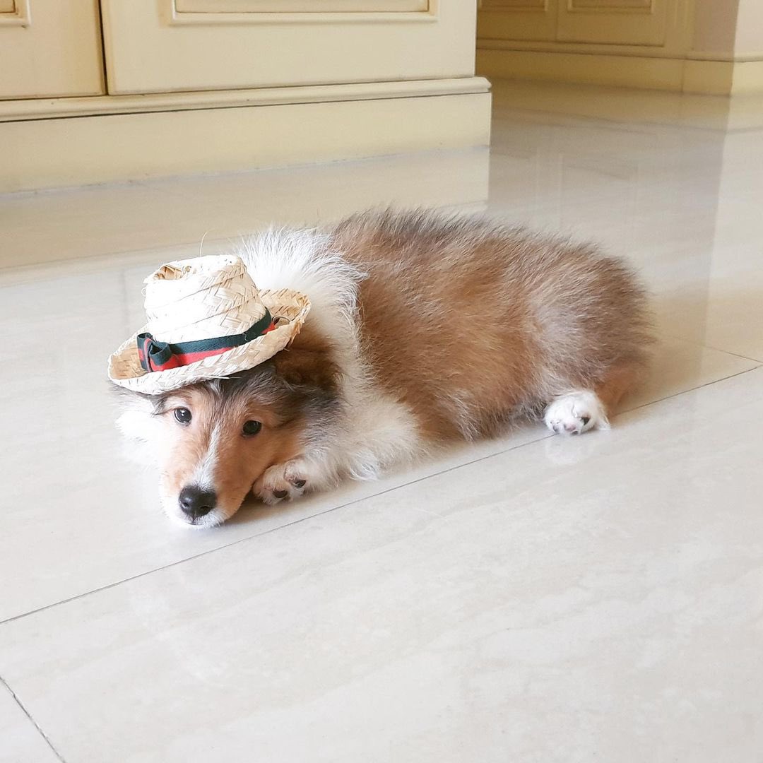 salaleyoo__'s tweet photo. baby 😆💚 #sheltiebentley https://t.co/7OCDAPnPti