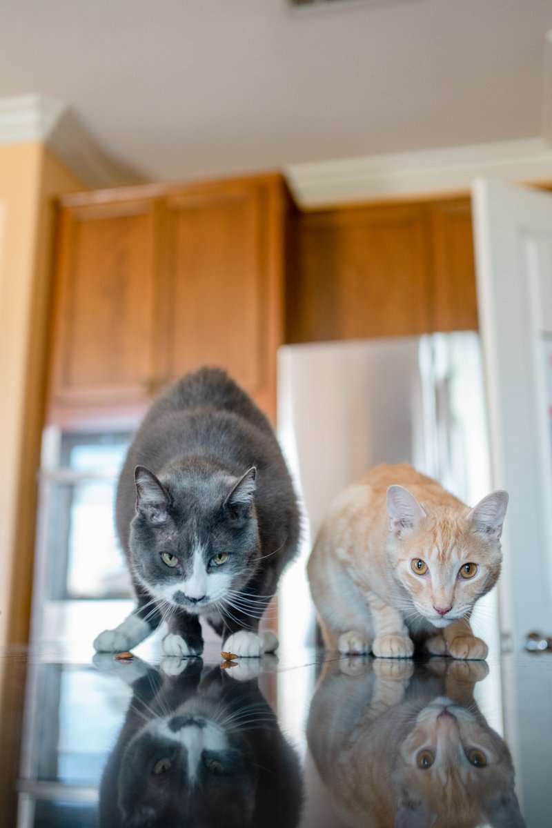 BitsPhotography's tweet photo. Ninja and Sunshine want all your snacks 😼😼 Whenever I visit @KunoichiShea https://t.co/5MRkcOcm6G
