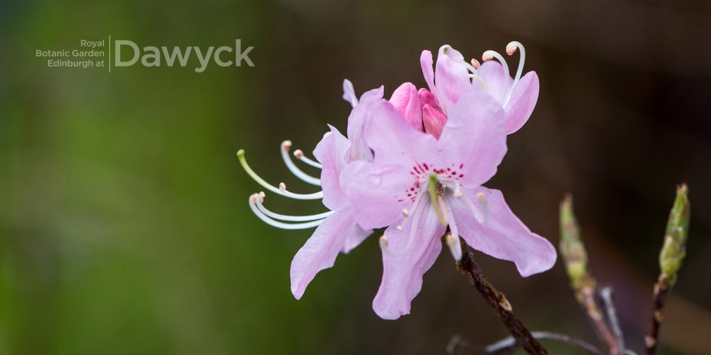 Rhododendron vaseyi at Dawyck Botanic Garden <a href="/Dawyck/">Dawyck Botanic Garden</a> #Coloursofdawyck #Scottishborders #rhododendrons