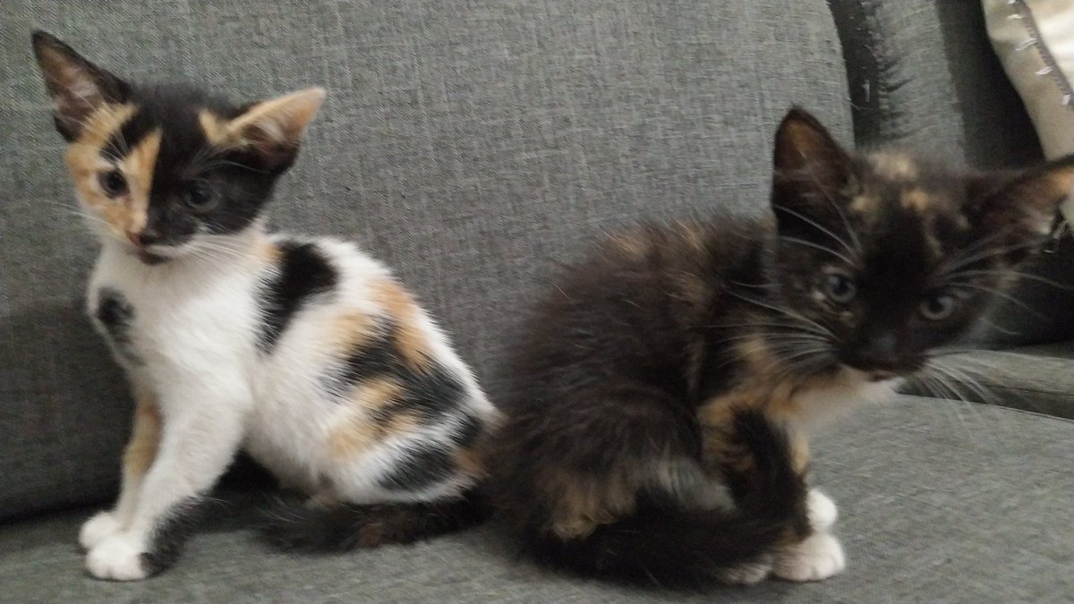 andresurrutia6's tweet photo. Hey gente, hace como una hora ví como una vieja hijueputa dejo tirados a estos felinos en un parque, les voy a dar hogar de paso, si alguien desea darles mucho amor y adoptar uno me pueden escribir al Interno o de lo contrario me pueden ayudar a difundir, muchas gracias 🥺 https://t.co/itql9xijsk
