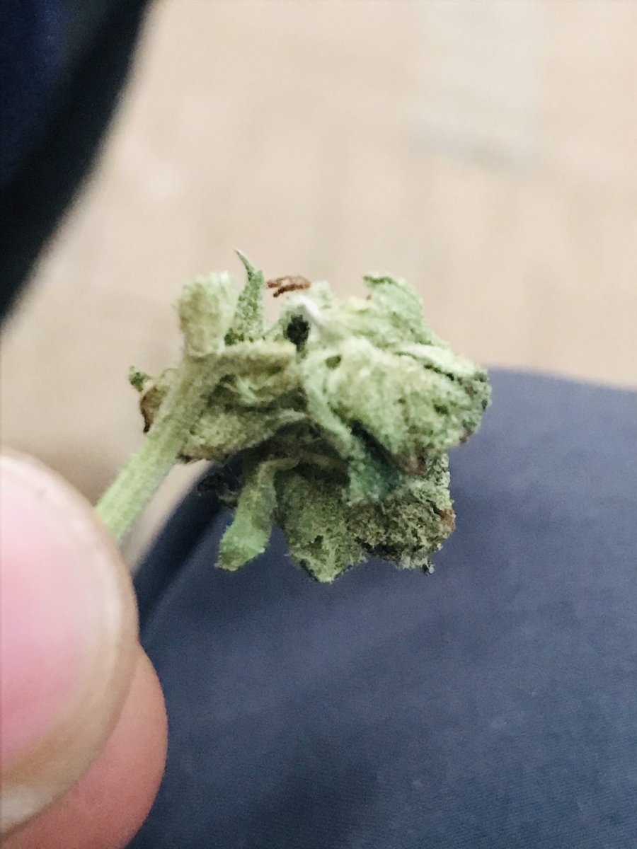 Alex28489961's tweet photo. I swear alcohol shouldn’t be legalised... We should all get high. https://t.co/cvg5iH3wdk