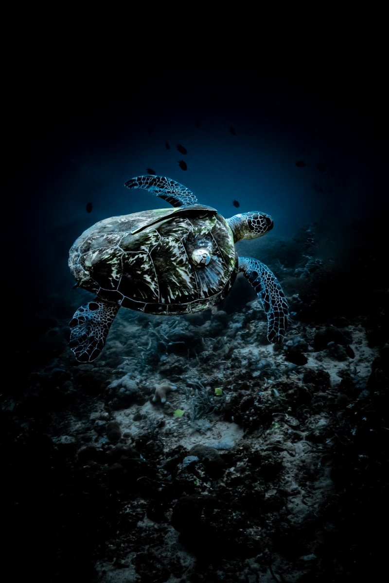 Canon Philippines tweet media