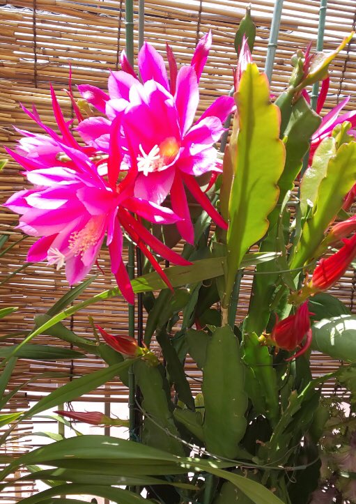 孔雀サボテンの花言葉 孔雀サボテンの花言葉