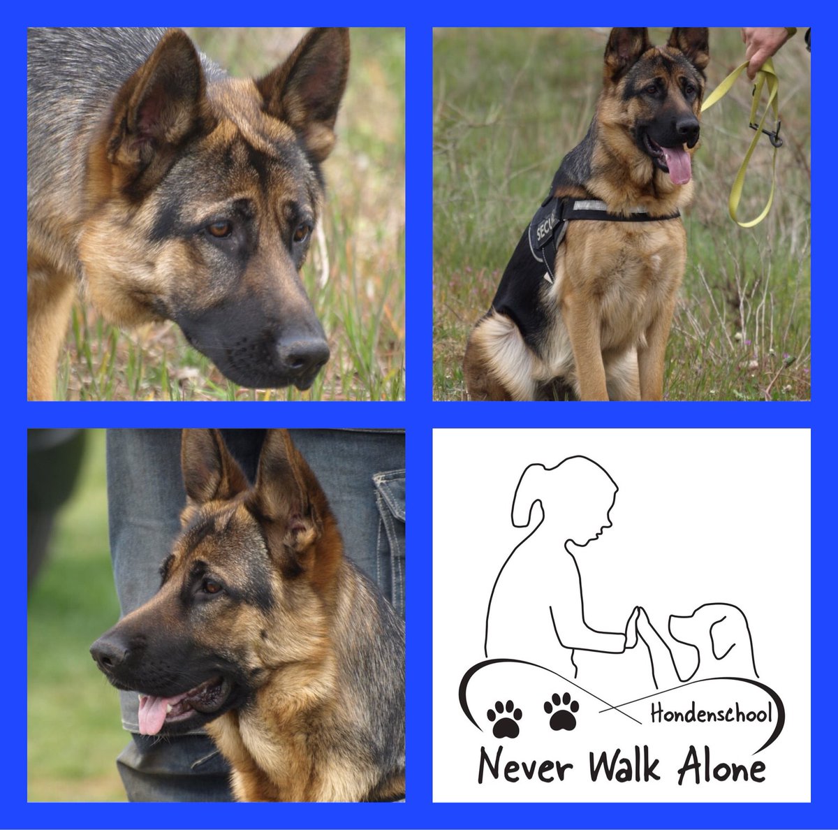 Hondenschool Never Walk Alone (@hneverwalkalone) on Twitter photo 