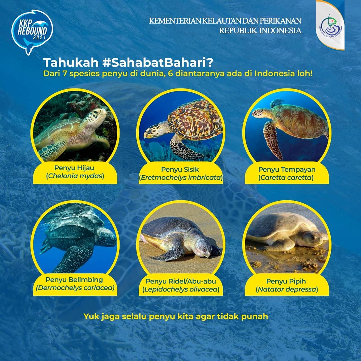 kkpgoid's tweet photo. #SahabatBahari, hari ini merupakan hari untuk memperingati penyu loh. Bulan Mei dipilih sebagai hari peringatan penyu sedunia sebab  merupakan waktu tersibuk bagi daur hidup penyu. Yuk selamatkan dan lindungi penyu dari kepunahan!

#KKPGOID #HARIPENYUSEDUNIA #SAKTIWAHYUTRENGGONO https://t.co/lXR4sZd6JB