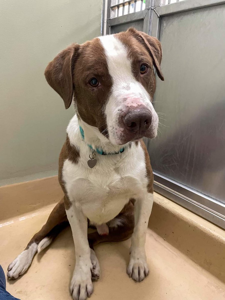 for_pittys's tweet photo. Cash got himself an adoption holdโกโกโก
#Portland #OregonHumaneSociety https://t.co/QDlw5X9PR8