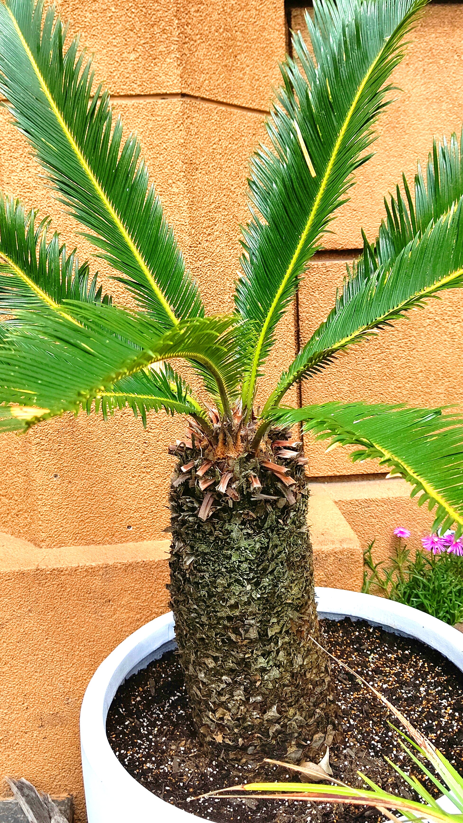 和い話い広場 植物紹介 11回目 名前 アイビー 原産地ヨーロッパ 北アフリカ 西アジアの植物です 生命力 繁殖力が強く初心者にオススメな観葉植物として紹介されることが多いです 花言葉は 死んでも離れない 永遠の愛 T Co
