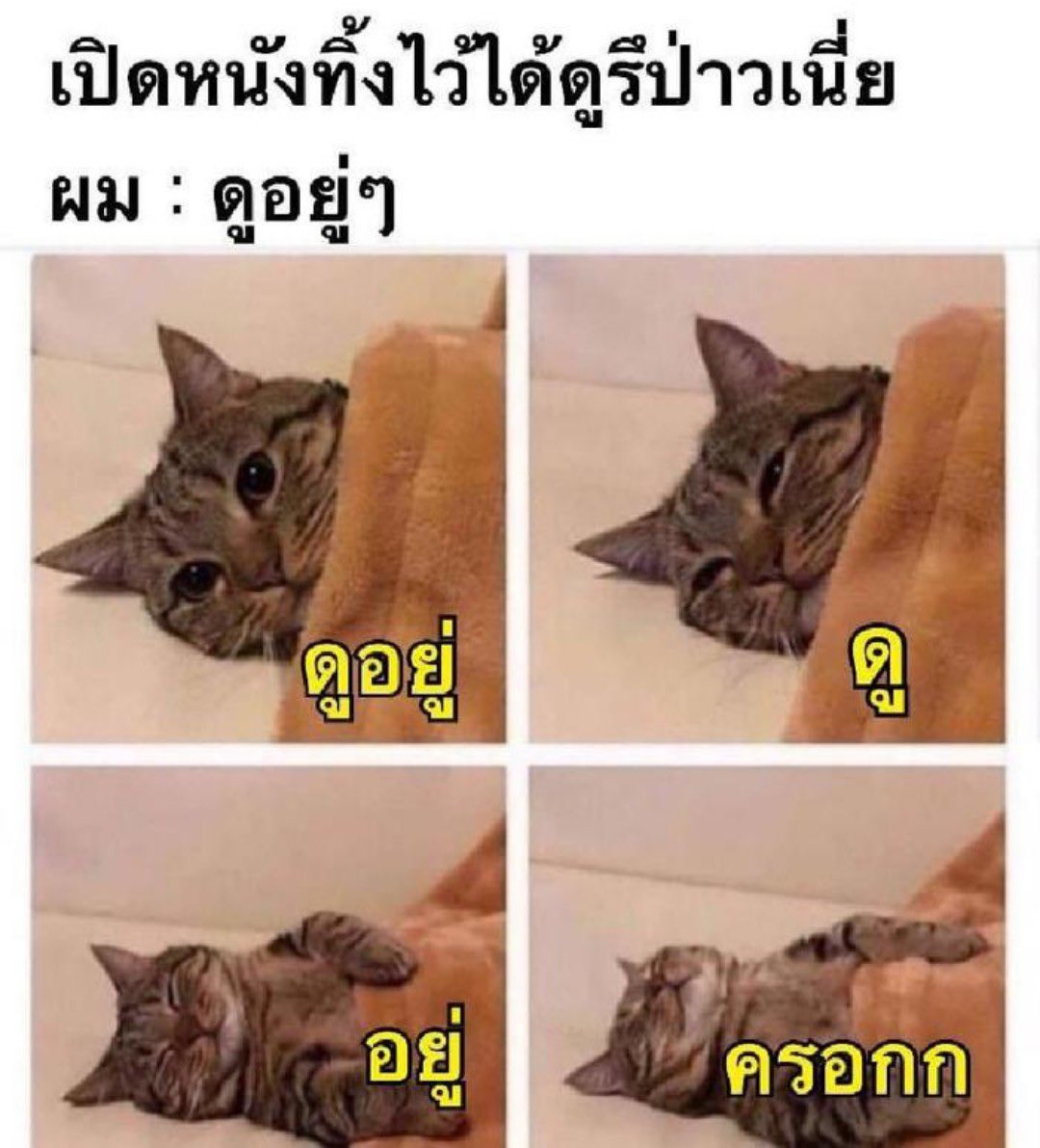 close เมืองหมื่น tweet media