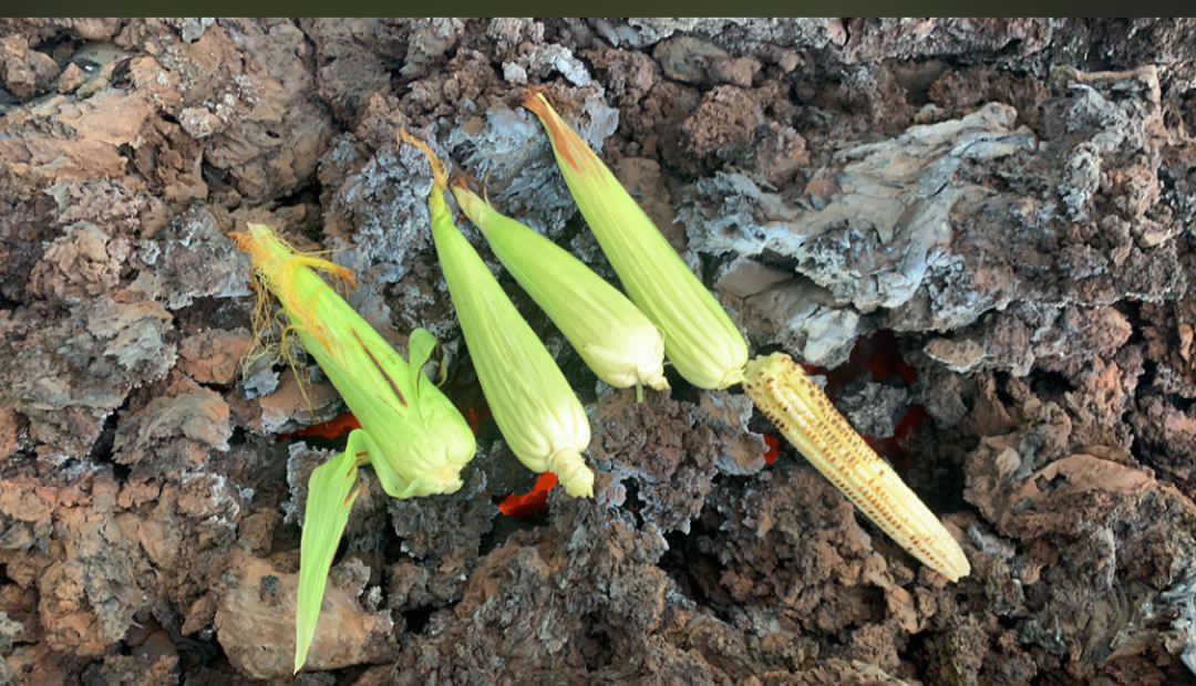 josaphatmusamba's tweet photo. #Goma : Image du jour , en dehors de la peur on doit manger le Maïs 🌽 https://t.co/VJlBtoD3Hh
