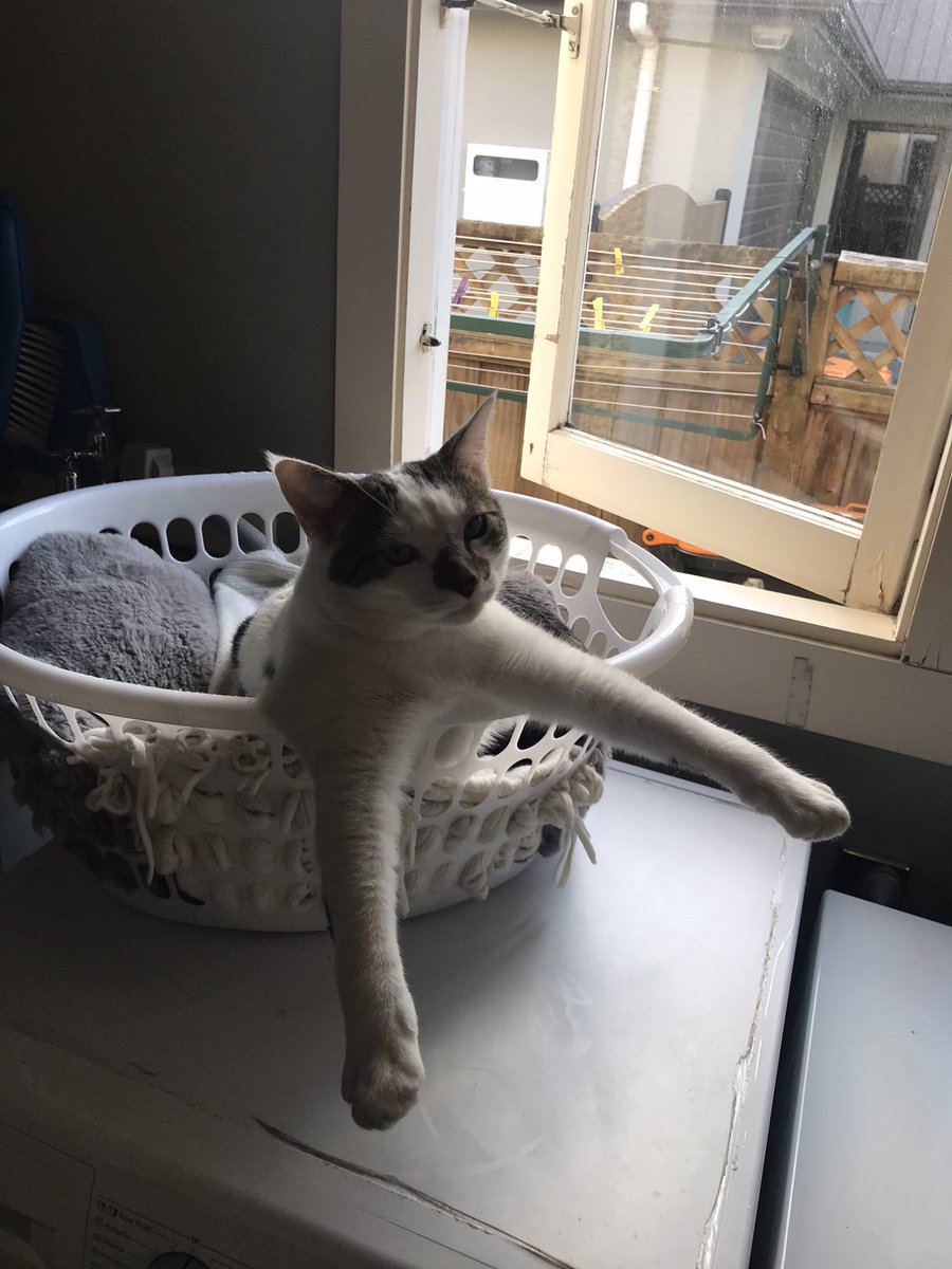 StaceyCWilson's tweet photo. For no reason other than a bit of light relief in the day. #catrelax this is our Ollie. https://t.co/8u5iQS6eD3