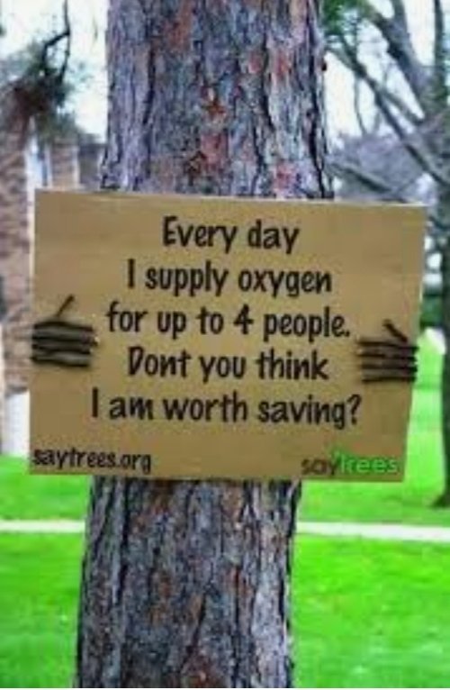 Plant a #Breath Of  Fresh Air 4 Everyone .
                🌱🌳🌬️🌪️🌍 
If u cut a Tree , You Kill a Life .
Plant a Tree , So That  The  Next Generation Can Get  Air 4 Free ..
#Saveplants #Corona #OxygenShortage #CoronavirusPandemic
@Raza_AKhan
@SattarFarooqui @SabaAfr96809913