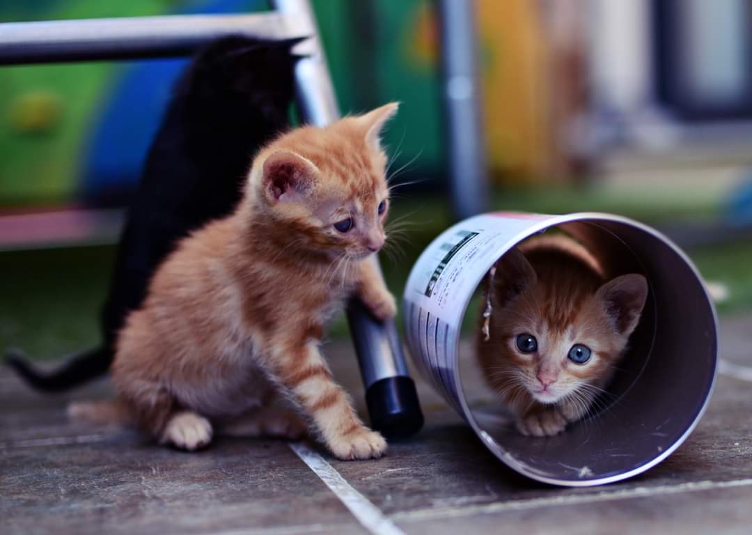 ADAAColmenar's tweet photo. ➡️#camadasuits os desean buenos dias

Siguen esperando una familia que se fije en ellos y les adopte😍

Esta foto es una pequeña muestra de la sesión de fotos que les ha realizado nuestra compañera Meri y que en breve compartiremos❤️

adopciones@adaacolmenar.org
Familia ADAAC https://t.co/an247KocEg