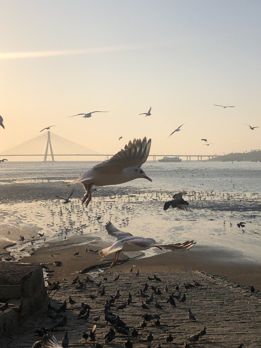 stunningmoon's tweet image. Waiting for the time when we get to feel as free as these birds. This was shot just a few days before lockdown was called to action in March 2020. #Mumbai #MumbaiLockdown #ShotOniPhone