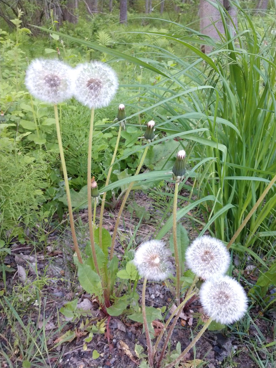 growingwisdom's tweet photo. A lot of people see a weed. The tap root of a dandelion can go down 2 to 3 ft and this helps aerate the soil and allows better moisture penetration. They are actually good for your lawn. #properperspective https://t.co/OyNsPuSEbq