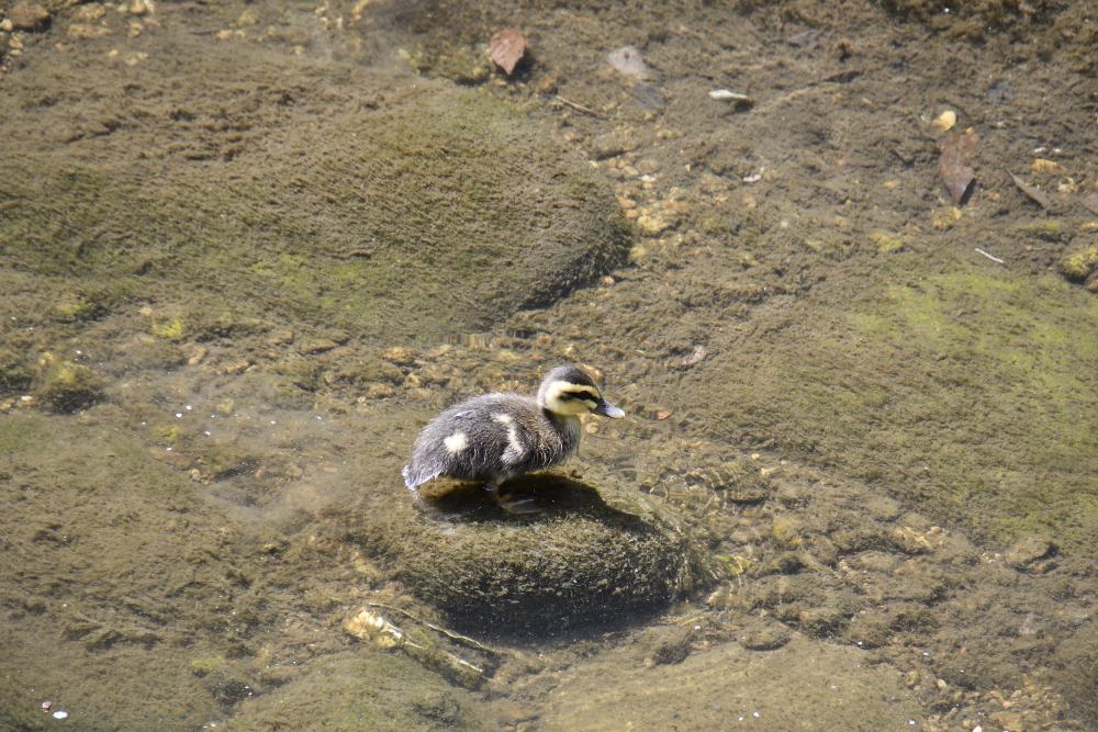 たちばな Tachibana Dsk Twitter