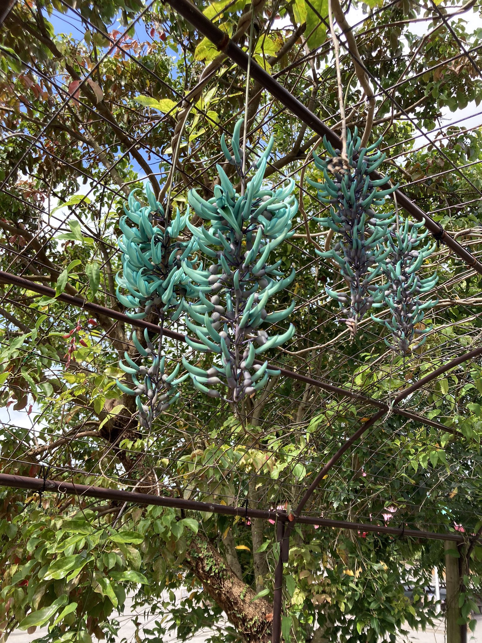 東南植物楽園 みて 植物園側の ヒスイカズラ つぼみ ある うふ 東南植物楽園 沖縄 ヒスイカズラ前線 T Co 1xzy5bq7fw Twitter