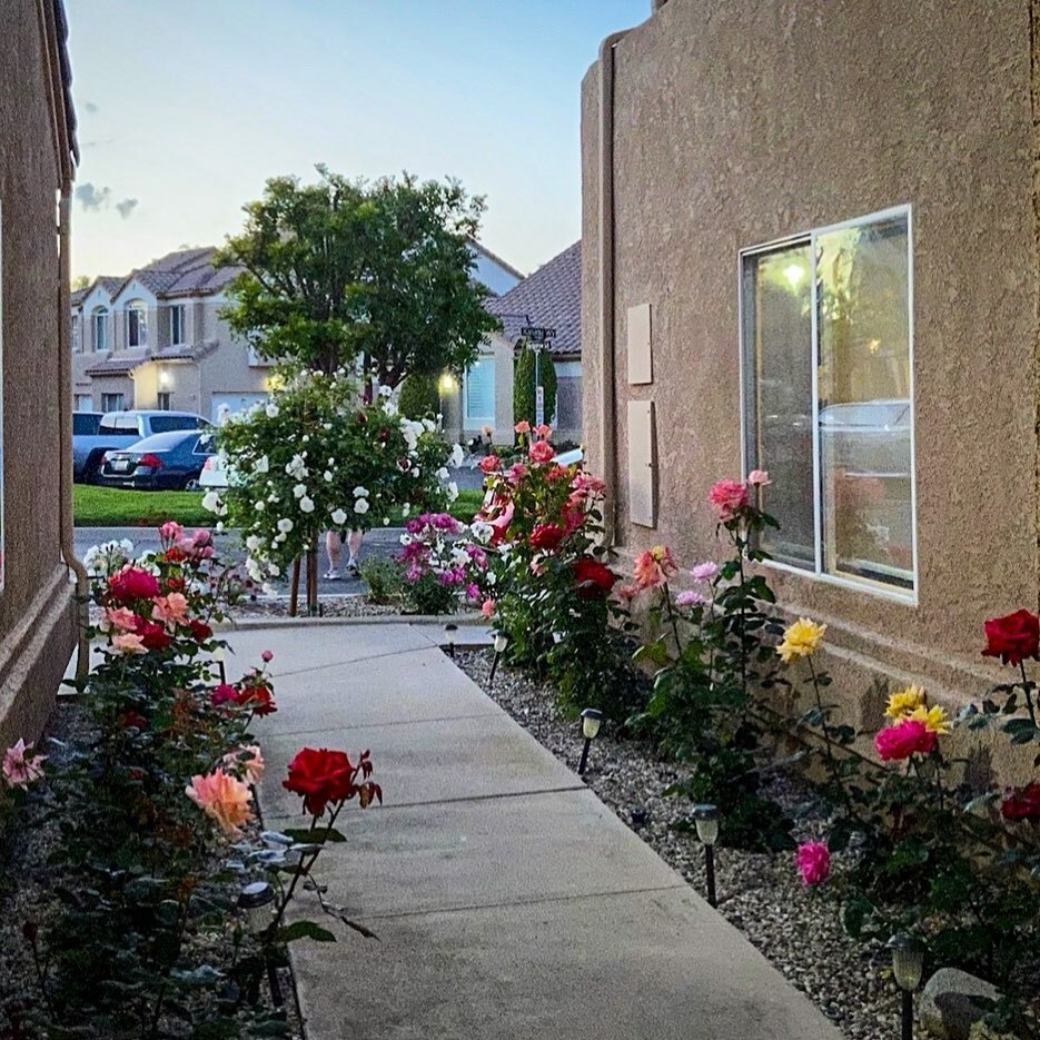 florinda_3rs's tweet photo. I love that this is what I see when I open my front door these days.
.
#theviewfromhere #springtime #flowers #roses #springtimeinthesuburbs #springtimeincalifornia https://t.co/NPjAA4mfoC https://t.co/qqfH7PUGzJ