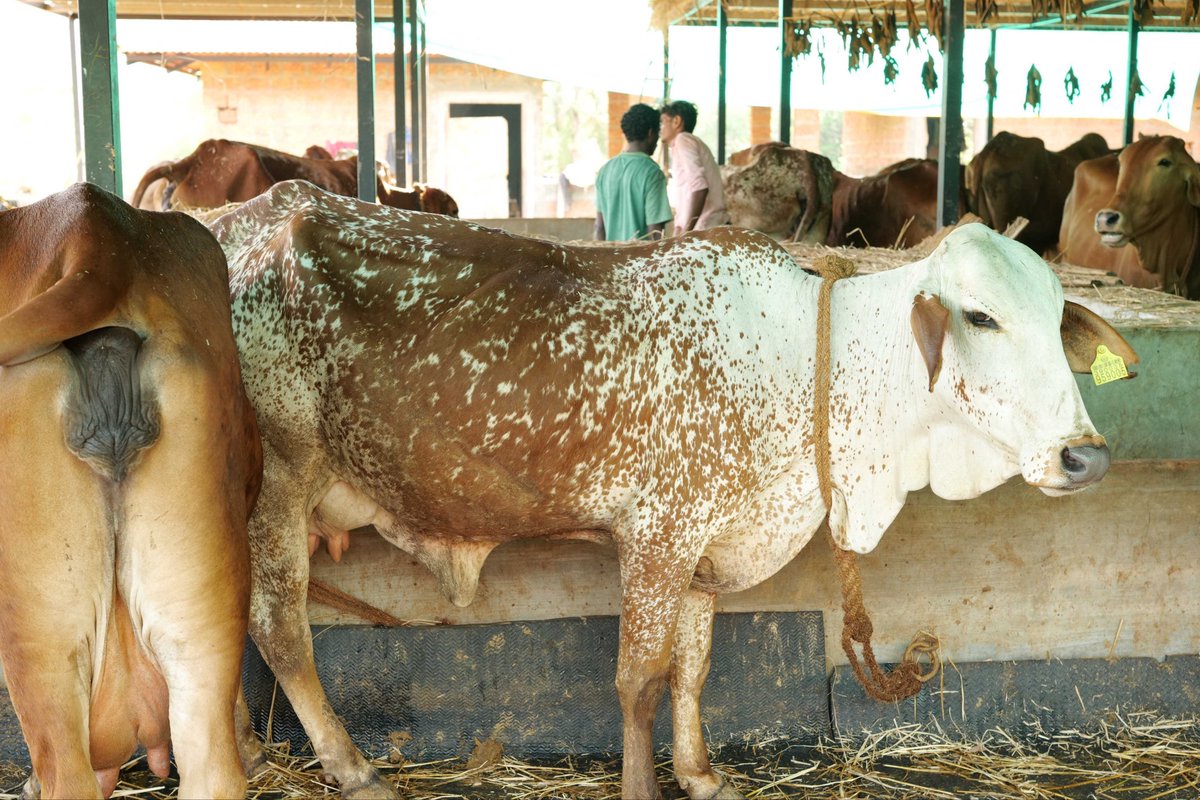 SriSamsthana's tweet image. ವಿಶ್ವವಿದ್ಯಾಪೀಠದ ಆವರಣದಲ್ಲಿ ಅನಾವರಣಗೊಂಡಿರುವ #ಗೋವಿಶ್ವ ದಲ್ಲಿ  ಈಗ ಗೋಸಮೃದ್ಧಿಯ ಶೋಭೆ…

@VVV_University 
@sb_gurukulam 
@rj_gurukulam