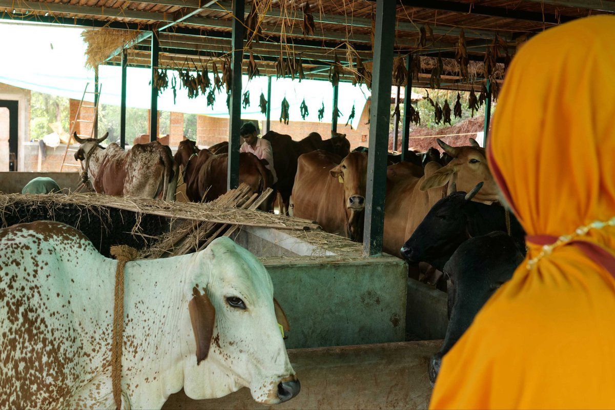 SriSamsthana's tweet image. ವಿಶ್ವವಿದ್ಯಾಪೀಠದ ಆವರಣದಲ್ಲಿ ಅನಾವರಣಗೊಂಡಿರುವ #ಗೋವಿಶ್ವ ದಲ್ಲಿ  ಈಗ ಗೋಸಮೃದ್ಧಿಯ ಶೋಭೆ…

@VVV_University 
@sb_gurukulam 
@rj_gurukulam