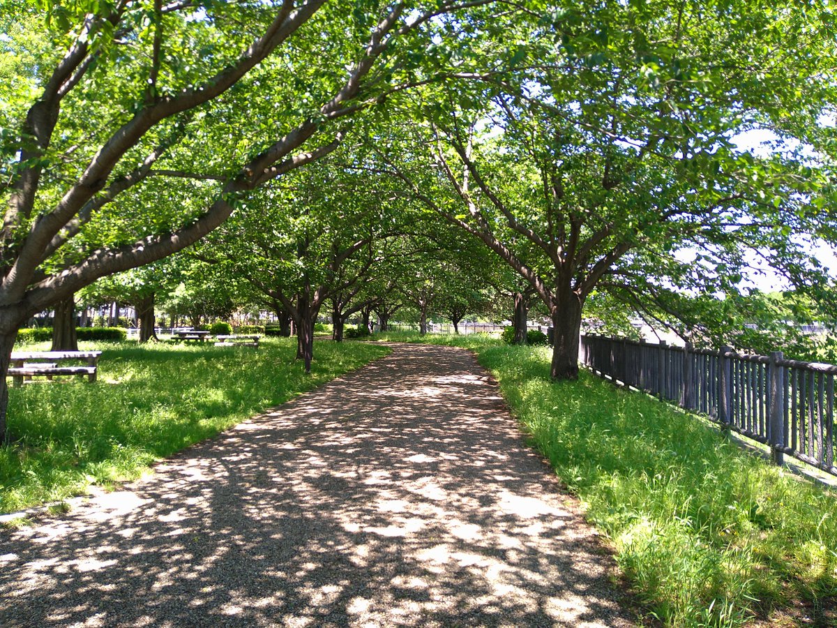 Aiji_Nakano's tweet photo. Lunch Run 紫陽花が咲き始めた引地川親水公園
#RunchRun
#引地川親水公園ジョギング
#引地川親水公園
#紫陽花 https://t.co/G1QyUlWPej