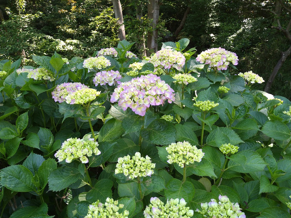 Aiji_Nakano's tweet photo. Lunch Run 紫陽花が咲き始めた引地川親水公園
#RunchRun
#引地川親水公園ジョギング
#引地川親水公園
#紫陽花 https://t.co/G1QyUlWPej