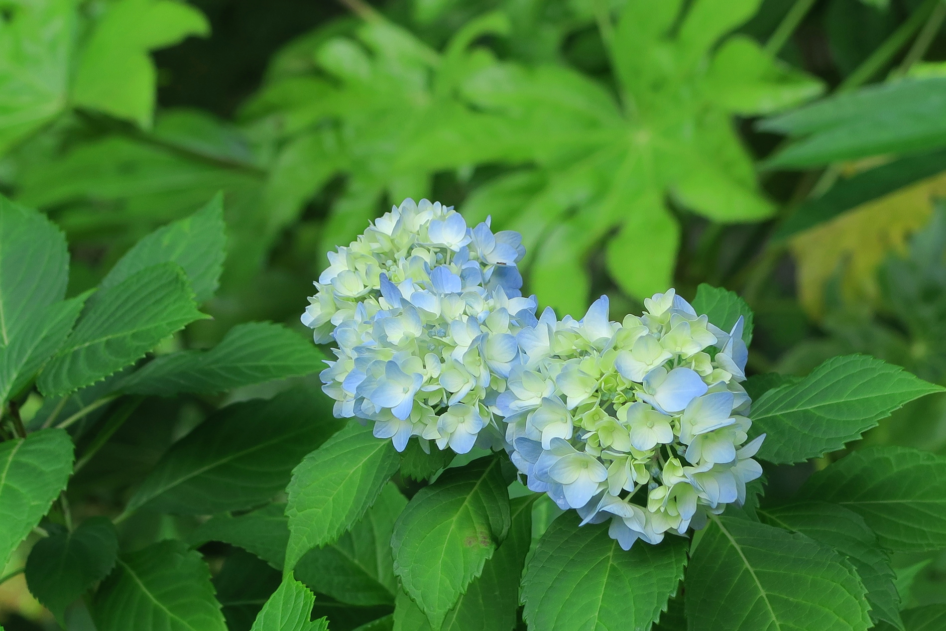 旧古河庭園 日本庭園で紫陽花が咲き始めています 咲き始めの淡い水色とクリーム色のグラデーションがみずみずしい これからもっと色濃くなってそれも良いのですが この感じも涼し気で好きです 旧古河庭園 アジサイ 紫陽花 休園中 ツイッターで