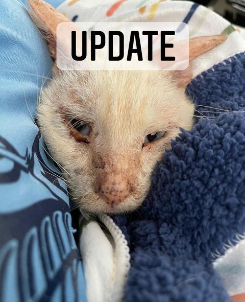 PeterAskin1's tweet photo. Kismet update! 💞

Via Murphys Safe Haven
Our darling Kismet had a slight relapse. Sleeping more &amp; dehydrated he was rushed back to mission veterinary hospital for bloodwork, snap test, and the culture on his skin (They opened on a Sunday). Please keep him in your thoughts! 🙏 https://t.co/7kXp8i23D5