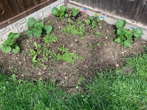 HitchinLibrary's tweet image. 🌸Grow into Reading🐝
Elaine has make a bee bomb in her garden; the photos are 4 and 7 weeks in - we'll share more progress soon!
Pop into the library with this Spring and collect a FREE wildflower seed bomb (while stocks last) and giant bookmark!🌱📚
#GrowingIntoReading