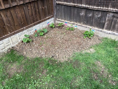 HitchinLibrary's tweet image. 🌸Grow into Reading🐝
Elaine has make a bee bomb in her garden; the photos are 4 and 7 weeks in - we'll share more progress soon!
Pop into the library with this Spring and collect a FREE wildflower seed bomb (while stocks last) and giant bookmark!🌱📚
#GrowingIntoReading