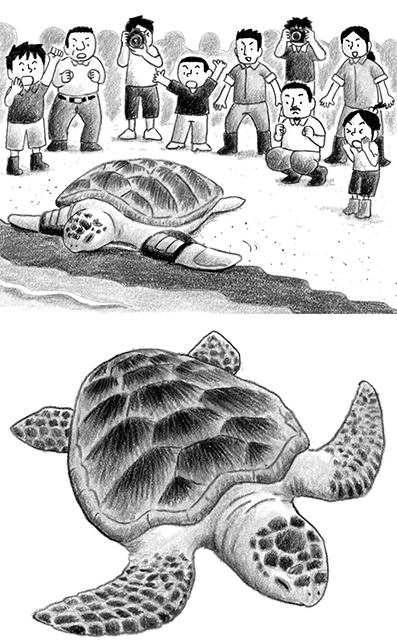 今日は #亀の日 らしいので昔お仕事で描いたやつを。須磨水族園の前足をなくしたウミガメの悠ちゃん。
https://t.co/bh7NgW104q 