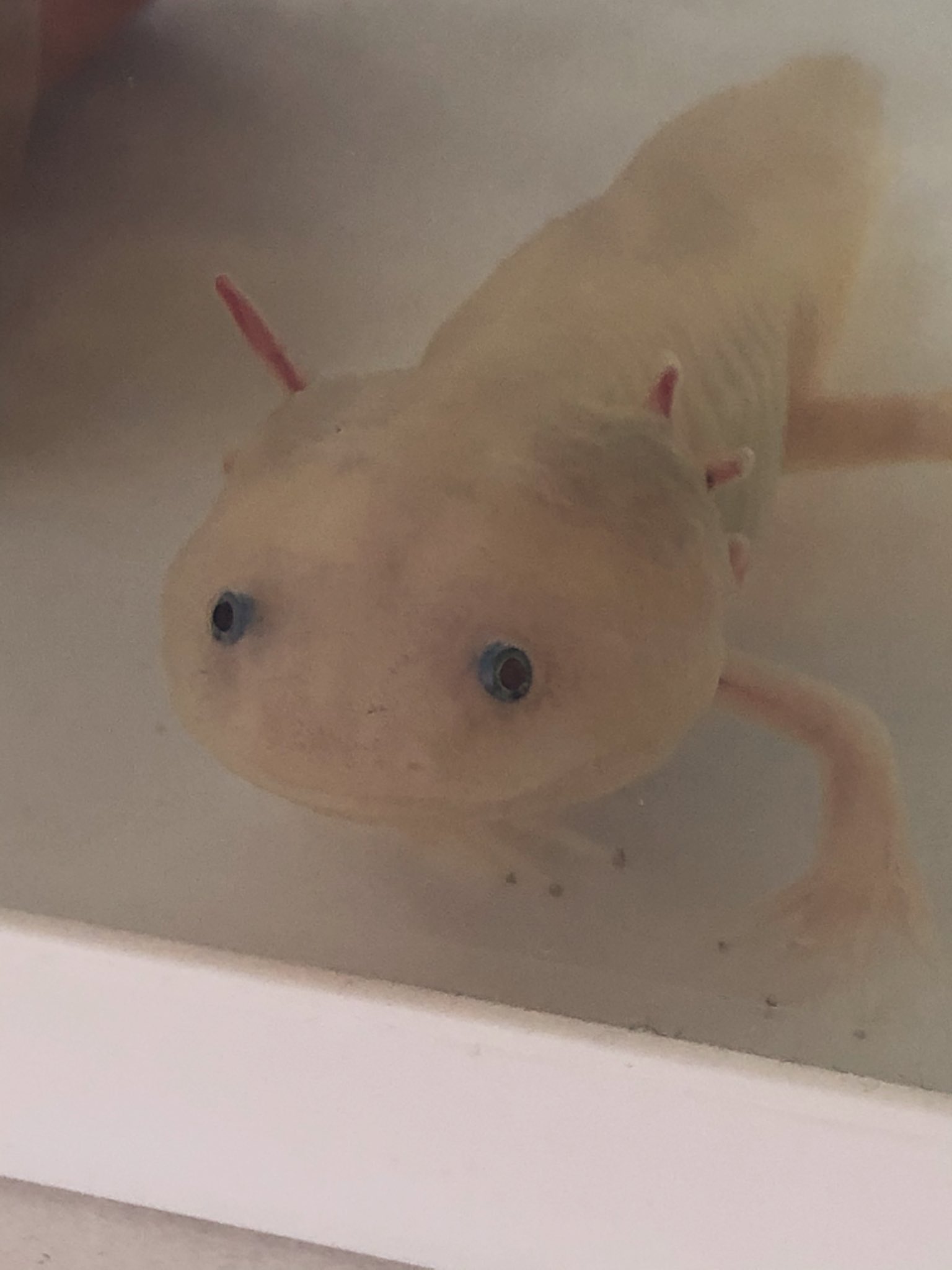 もちょ うちのｳｰﾊﾟｰのエラがどんどん小さくなってます 水換えも行って 濾過装置も変えたのに治りません どなたか詳しい方治療方法や改善方法など教えてください ᯅ ウーパールーパー 教えてください T Co Mn5kgbqsno Twitter