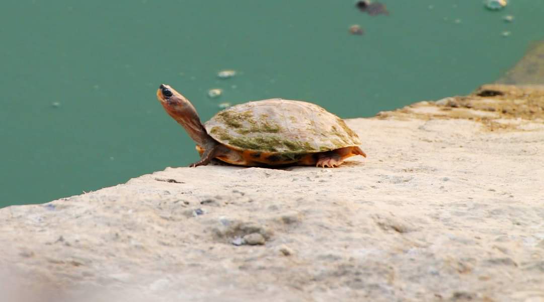 #WorldTurtleDay #Hope4All #HopeSeries #Luv4wilds  the Turtles of Rajaji feom the river Ganges on the World turtleday #BBCWildlifePOTD #ThePhotoHour #TwitterNatureCommunity  #canonphotography     @goldsant  @vivek4wild @Saket_Badola @WorldofWilds