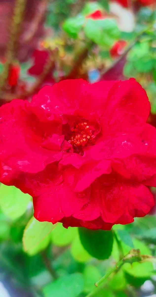 dimpals202's tweet photo. A flower does not think of competing with the flower next to it. It just blooms.
🌹🌹🌹🌹🌼🌼🌼🌷🌷🌷🌷
#flowerphotography #flower #Rose #Jasmine #euphorbiamilli #crownofthorns #nature #NaturePhotography #beautiful https://t.co/1VUzSWpDoq