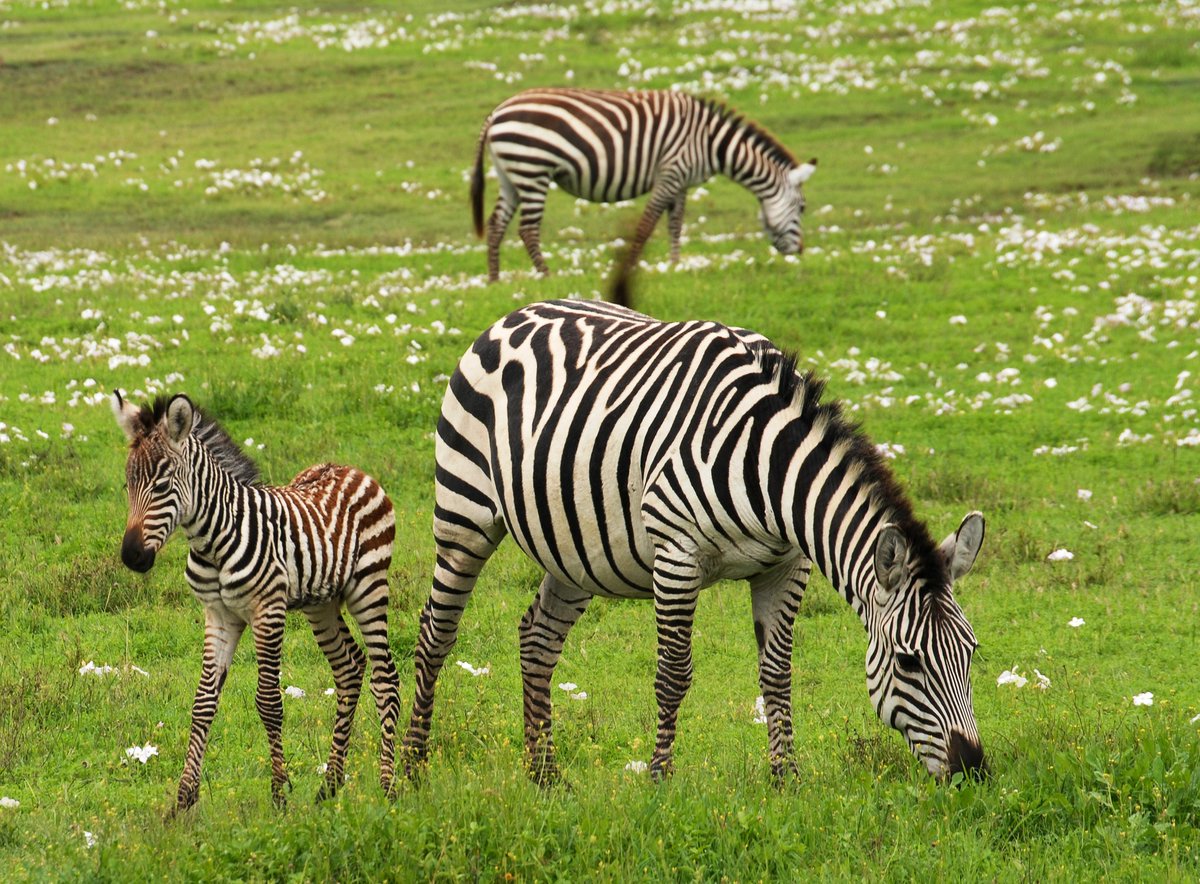 JamboAfricaAdv1's tweet image. Good Morning 🦓
@francisonsafari
#zebra #zebras #zebrastripe #zebraprint #horse #horses #horsesoftwitter #equine #equines #equinesoftwitter #horselove #horselovers #equinephotography #wildlife #wildlifeconservation #wild #wildanimal #wildanimals
#inthewild #africa #safari #jambo