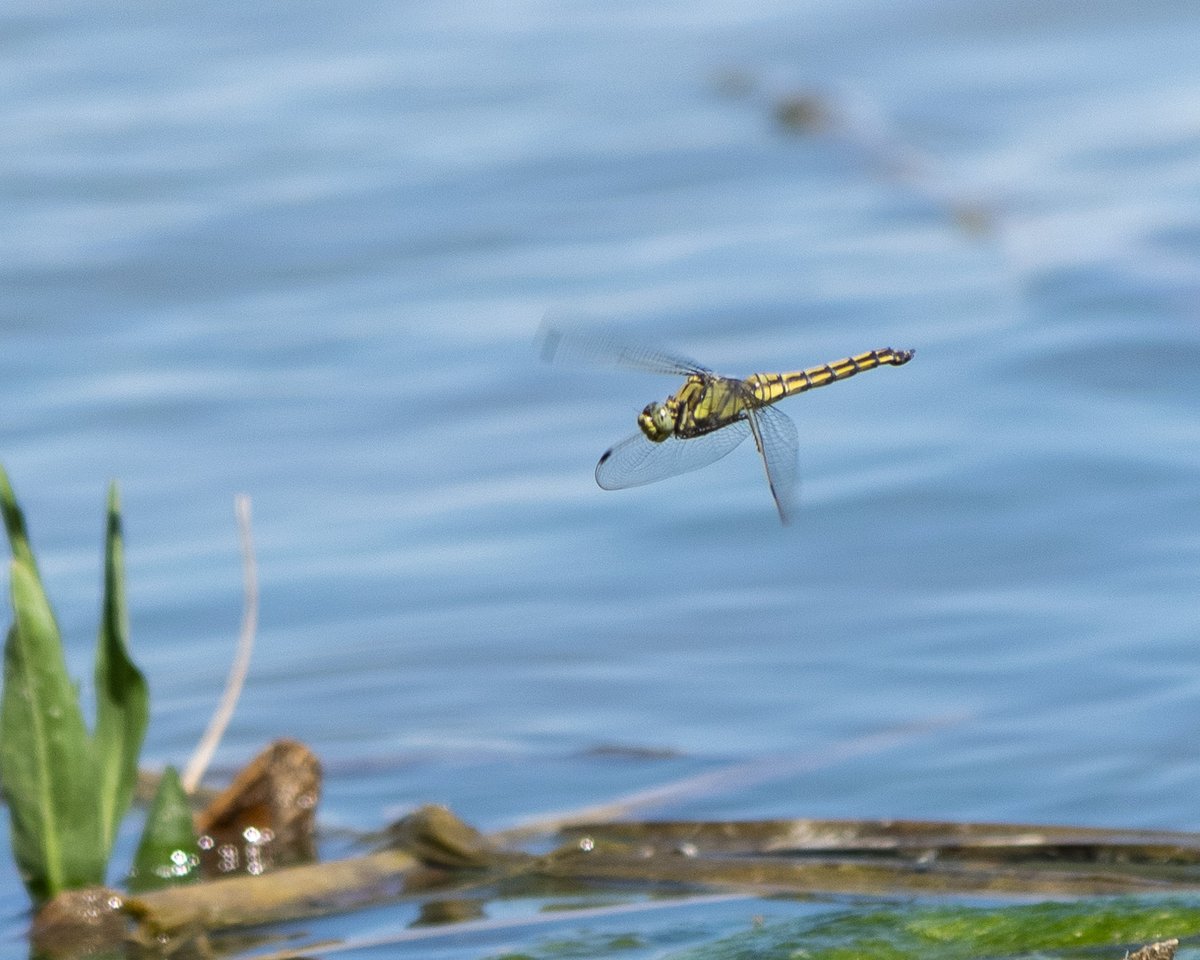 Garumnia's tweet photo. Una femella de Parot cuanegre (𝘖𝘳𝘵𝘩𝘦𝘵𝘳𝘶𝘮 𝘤𝘢𝘯𝘤𝘦𝘭𝘭𝘢𝘵𝘶𝘮) volant prop de la riba de l'Estany d'Ivars i Vil·lasana. #biodiversitat #biofollower #odonat #libèl·lula #espiadimonis #natura https://t.co/GC36B2mVID