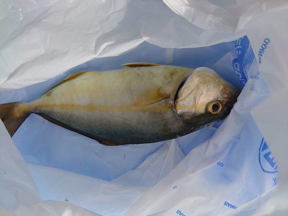 唯也 こんシオ 15時 笑 三重県 七里御浜 本日 ２回目 丸山千枚田