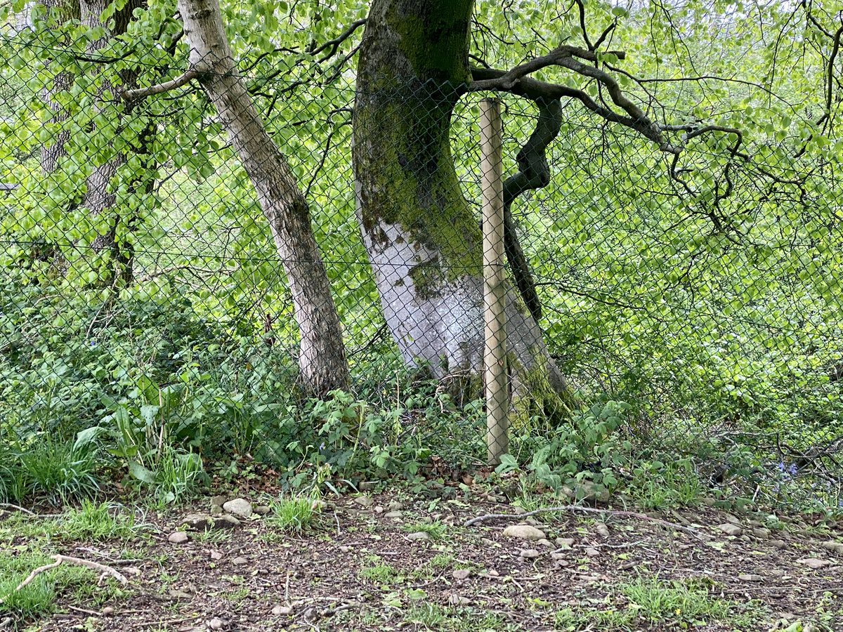 Bleddyn25598275's tweet photo. We have spotted a dog on the tree at the dog field. #dogsoftwitter #dogsintrees https://t.co/UOSpZveRi5