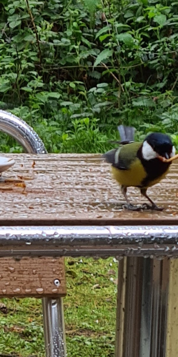 Ramshall07's tweet photo. @CP_UK_Sherwood Thank you for a wonderful break, it is my little piece of heaven with all of the wildlife. We had so many birds including Nuthatch, Jay, Geese with their young and a great spotted woodpecker. For the first time we even had a badger!!! Booked 3 more holidays 😍 https://t.co/bgDENiN790