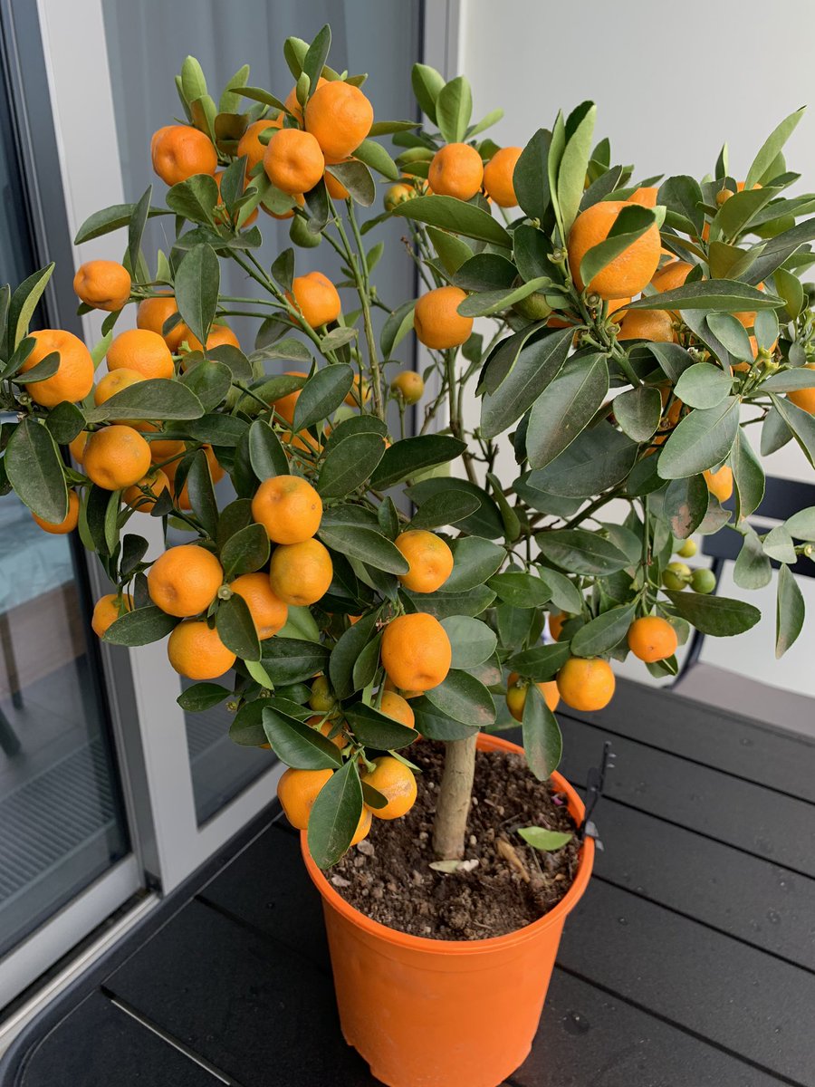 Sonra bir portakal ağacın olur ve hayat bir anda güzelleşir.