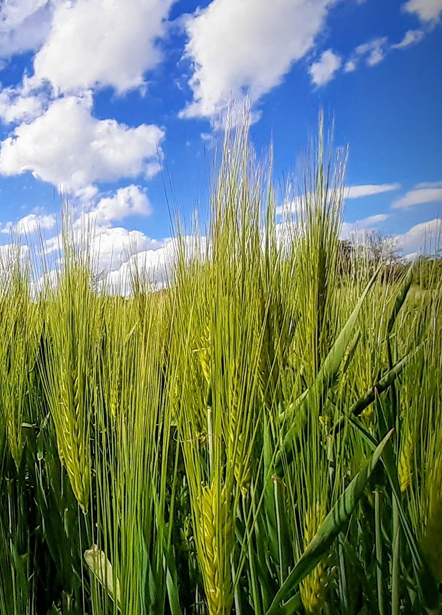 Zpravyzmesta's tweet photo. Ne každé pole je řepkové :-)
Z něčeho se přeci musí vyrábět i pivo ...
#mimoplzen #plzenskykraj https://t.co/YFB09zcxtg