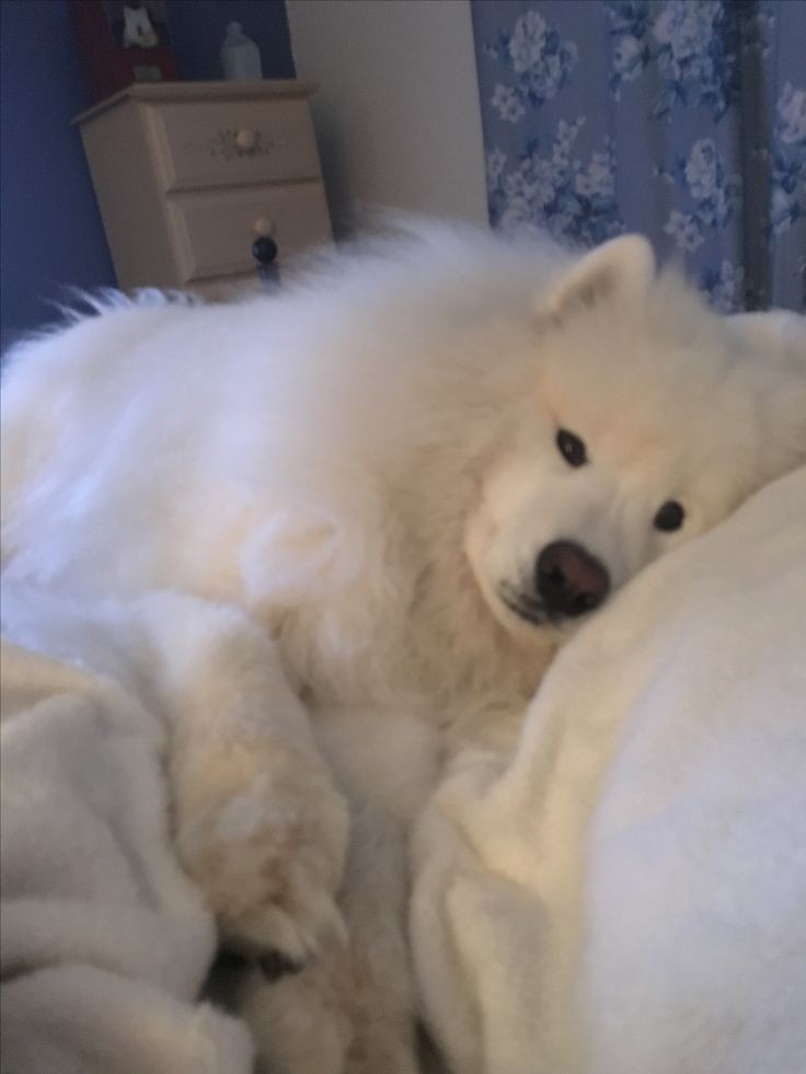 เธรดซามอยด์หลากอารมณ์ไว้เล่นกับหวานใจ