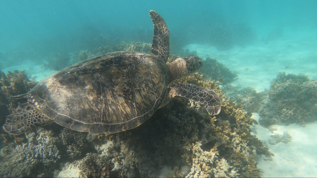 mharang28's tweet image. Take a break and celebrate #WorldTurtleDay 🐢 #greenturtles #flatbackturtle #WesternAustralia #Indonesia