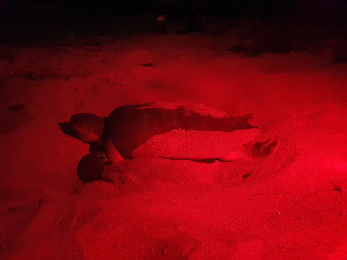 mharang28's tweet image. Take a break and celebrate #WorldTurtleDay 🐢 #greenturtles #flatbackturtle #WesternAustralia #Indonesia