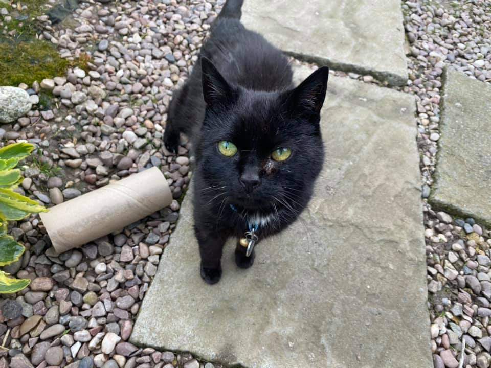 ShropsCatRescue's tweet photo. #SundaySuperstars ~ Maya is in the office helping with the admin. She is doing really well. Mindy is having a #piggyback off @Eleanore87 &amp; ensuring everything in the Village is satisfactory. Roly likes the pod &amp; Sweetie on walkabouts #shelterlife #villagelife #CatsOfTwitter 🐾😻 https://t.co/UEOPT4IInN
