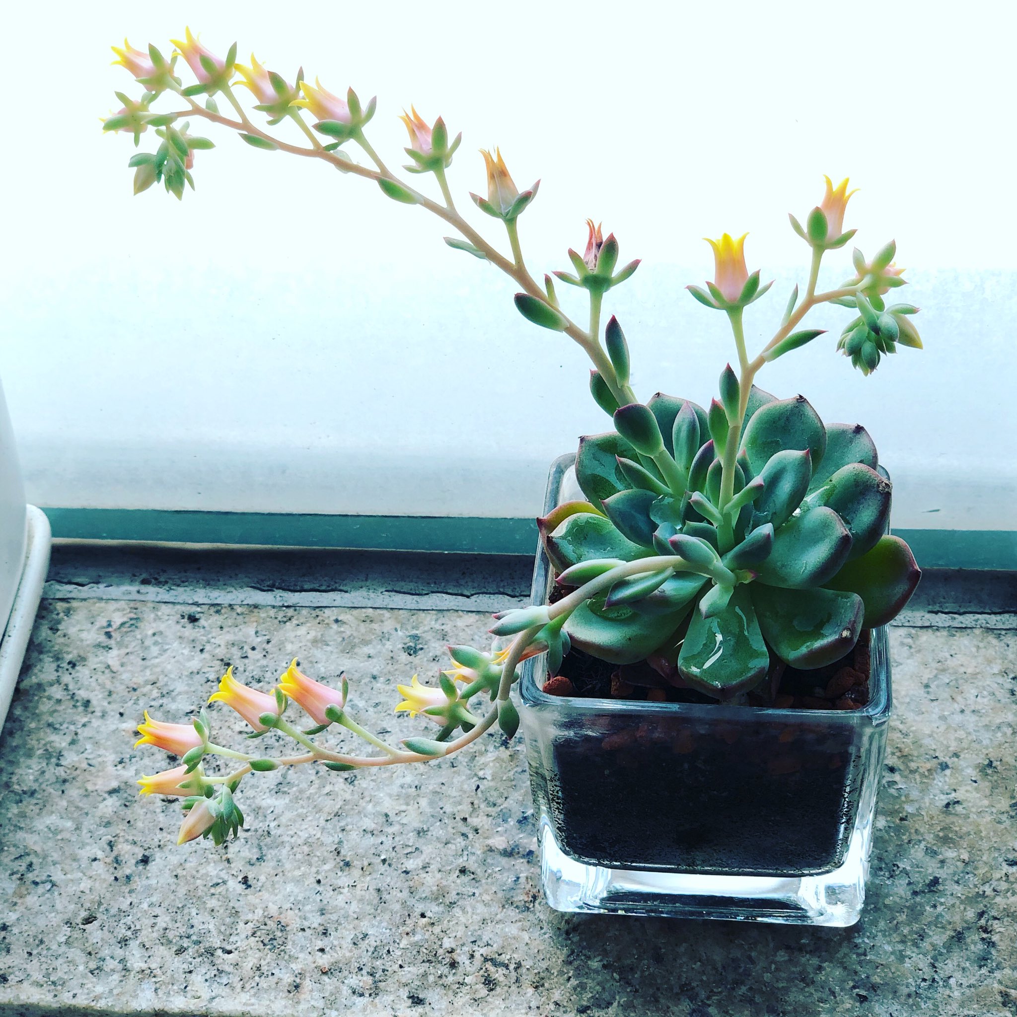 Lia ベストアルバム発売中 伸びる伸びる 多肉植物 開花 お花 観葉植物 癒し T Co Ofchav2p2e Twitter